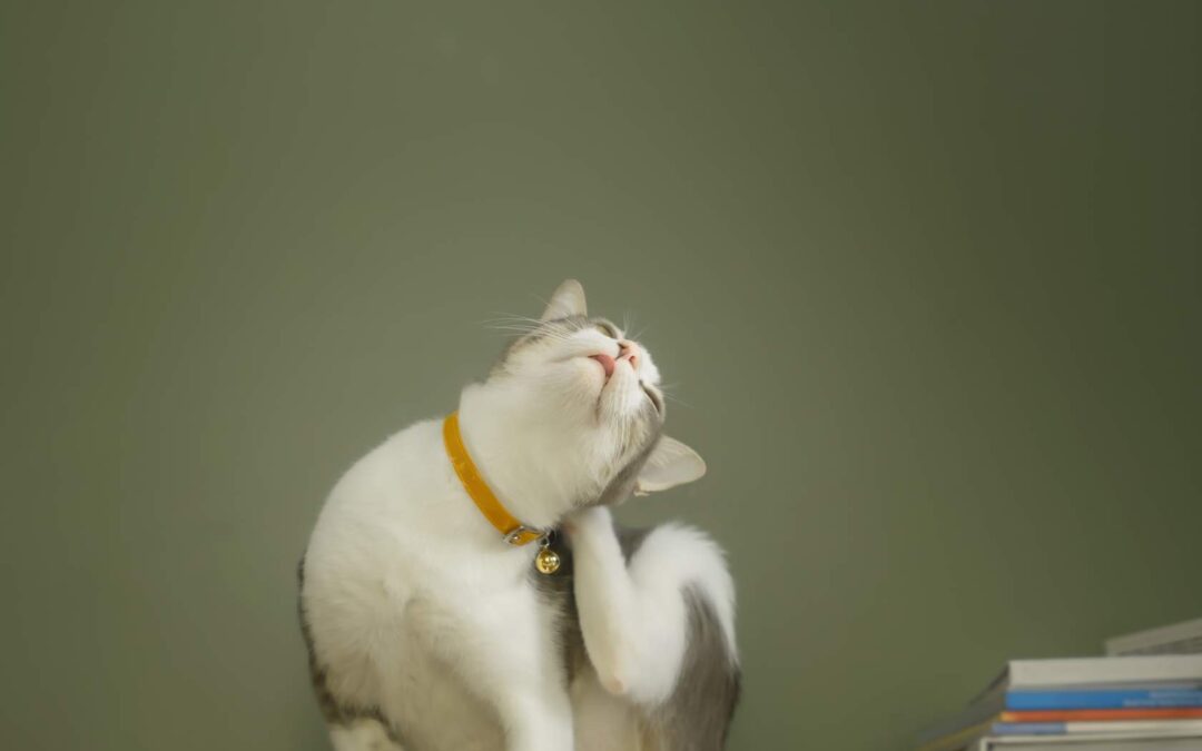 chaton qui se gratte