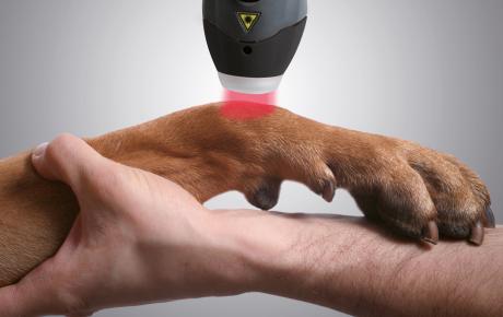 La technique NOVATRICE laser MLS travaille pour le bien-être et la santé des animaux de compagnie.