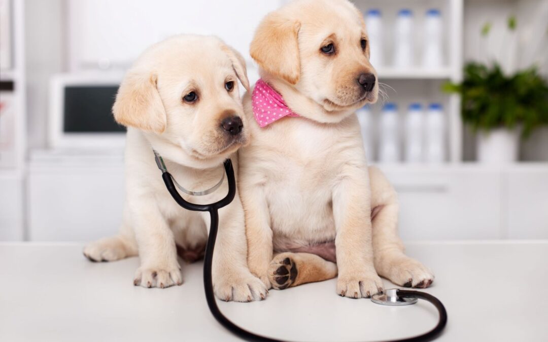 Chiots Golden