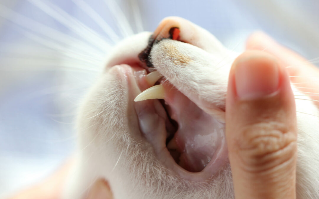 Dentisterie – Stomatologie vétérinaire – information